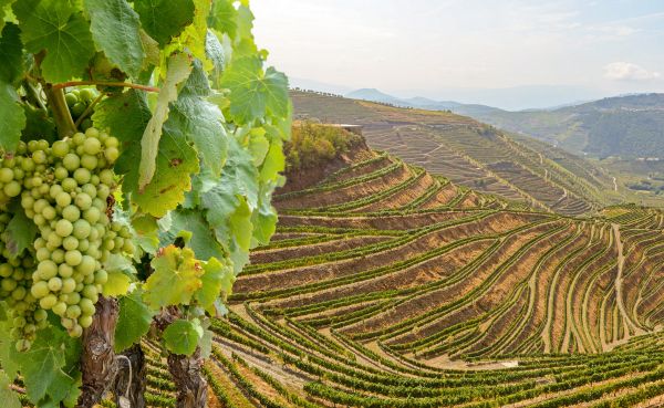 ESENCIAS VINÍCOLAS DEL DUERO