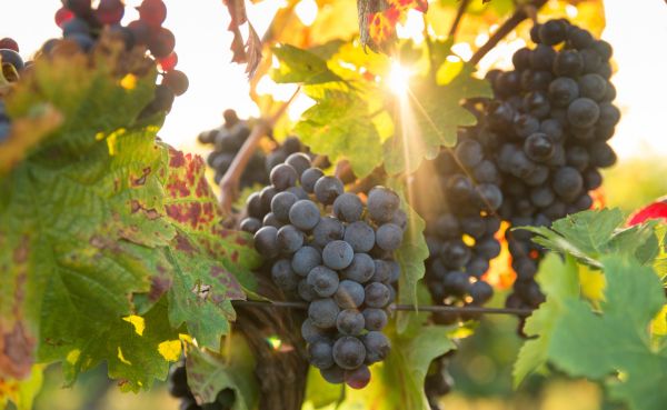 VINOS QUE CUENTAN HISTORIAS